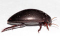 Ilybius ater
